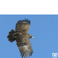 گونه عقاب خالدار بزرگ Greater Spotted Eagle